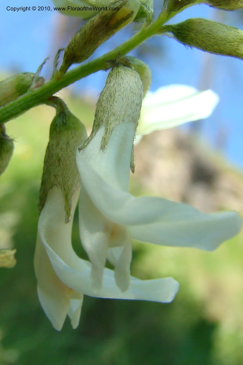 Astragalus stenophyllus, C. Davidson 11368--Idaho. Idaho Co. Salmon River. Polly Bemis Ranch. 27 May 2009. 181.jpg