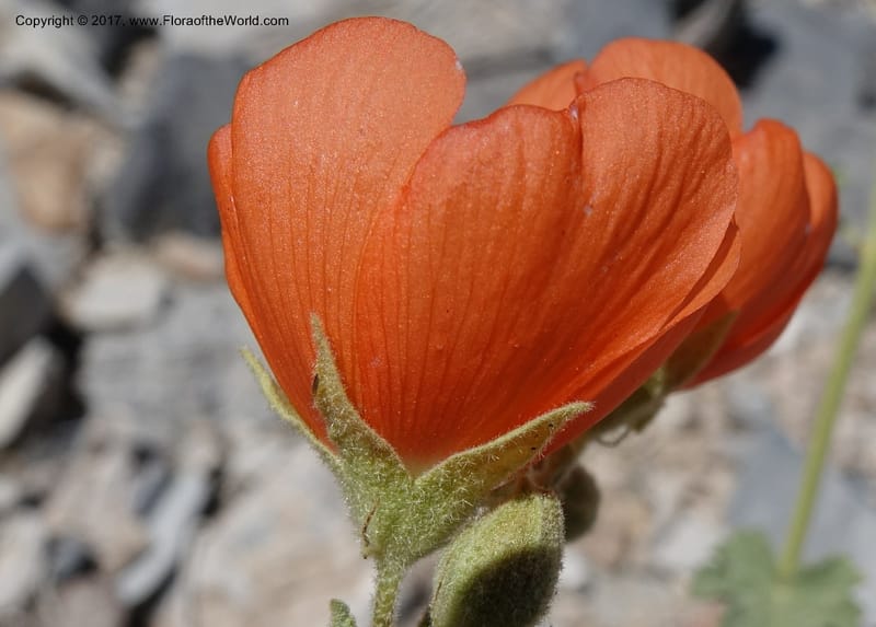 Sphaeralcea ambigua var. rugosa, Davidson, C 13113--California. Inyo Co. N. Death Valley Rd. Stop 1. 18 Apr 2016.  (30).JPG