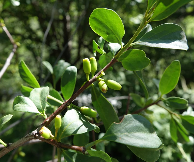 Taxillus delavayi var. delavayi, D. Boufford 43988--China. Sichuan. Yibailingba-gou. 12 Aug 2017. DSC04660 (556).JPG