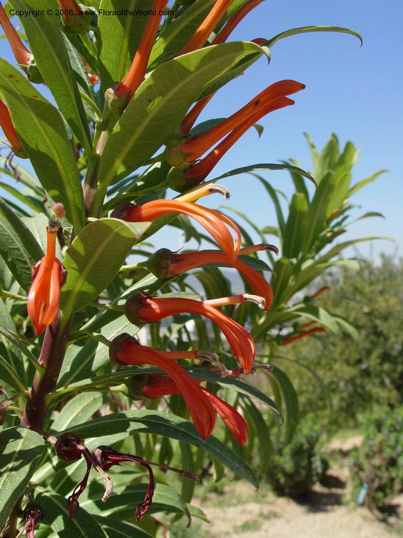 Lobelia excelsa, 1999.01144--Spain. Barcelona Botanic Garden. 21 Apr 04. 122.jpg