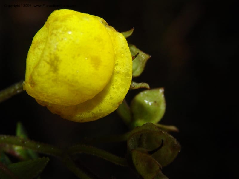 Calceolaria, DNeill16028--Ecuador. Prov. Zam. Ch. Podocarpus N. Pk. 26 Sep 07. 095.jpg