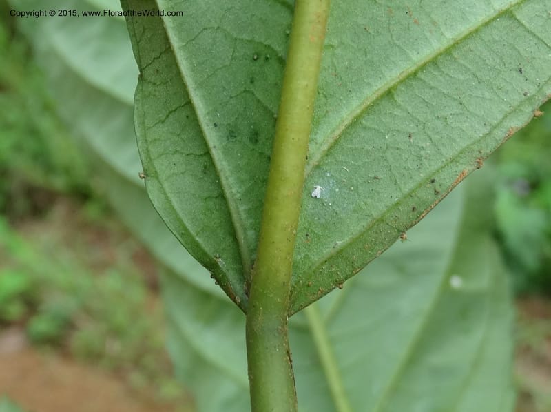 Discoclaoxylon, Davidson, C 12347--Cameroon. Ekondo Titi to Ekondo Nene. 21 Mar 2014. DSC02995 (18).JPG