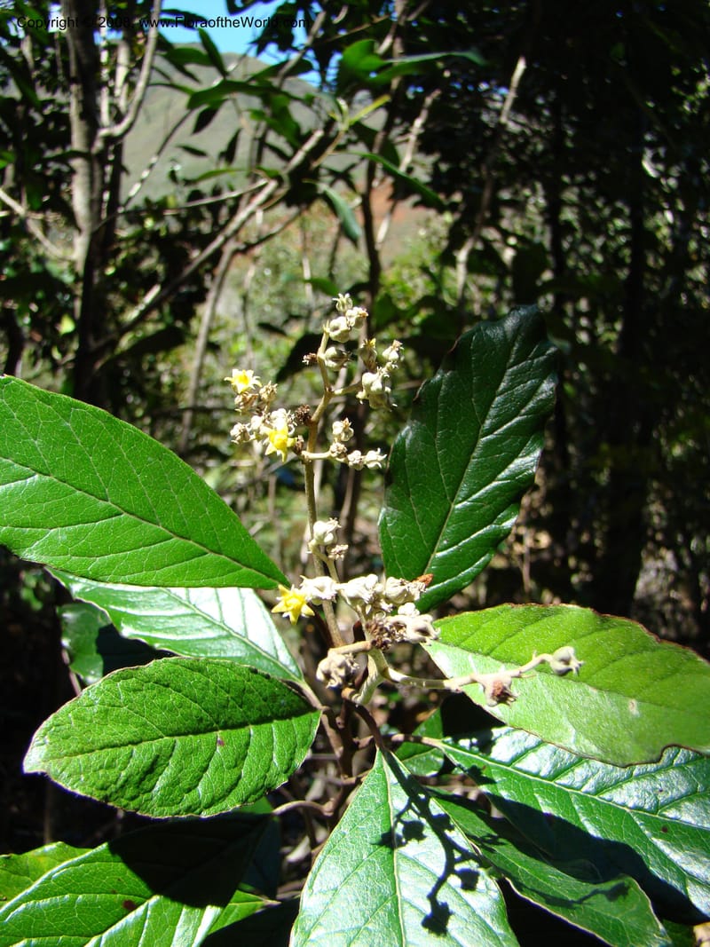 Argophyllum, JMunzinger4653--N.Caled. Dumbea Dam in Dumbea Riv, S of Noumea. 11 Nov 07. 068.jpg