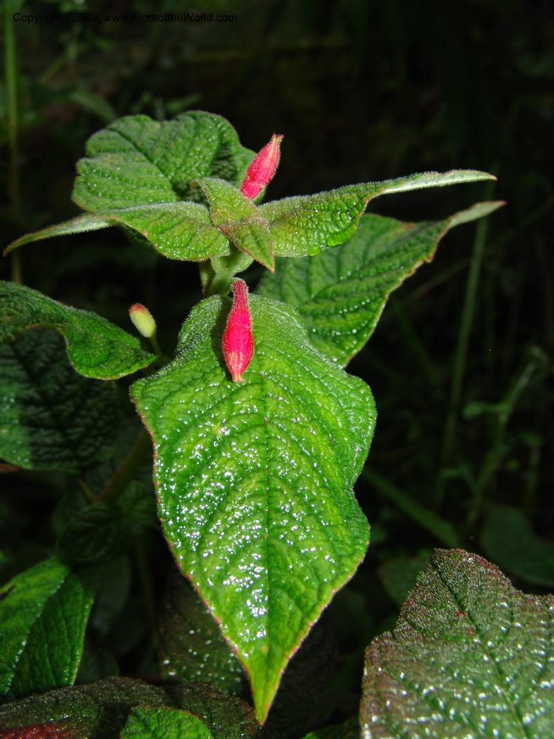 Fuchsia, Croat94367--Ecuador. Prov. Pichincha. Reserva Bellavista. 9 Feb 05.  177.jpg