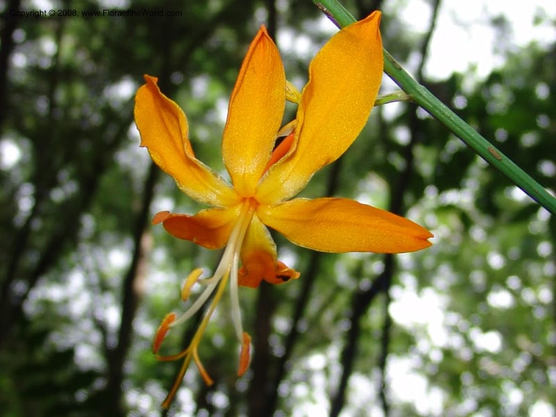 Crocosmia aurea--So.Africa. KZN. Midl. Meand. Granny Mouse. 13 Mch 05. 110.jpg