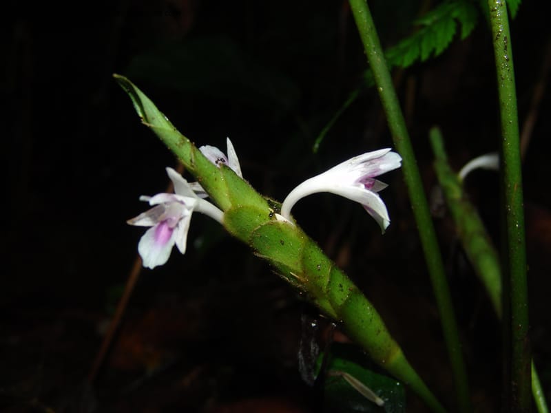 Calathea metallica, Croat94455--Ecuador. Prov. Pichincha. Res. Guaycuyacu. 10 Feb 05. 055.jpg
