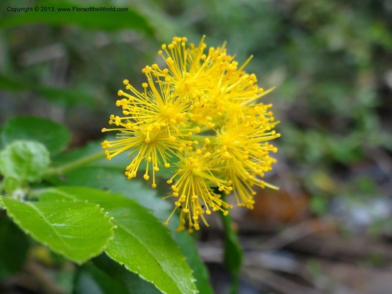 Azara, WDS 34074--Chile. Reserva Nac. Los Queules. 15 Feb 2013. DSC01158 (49).JPG