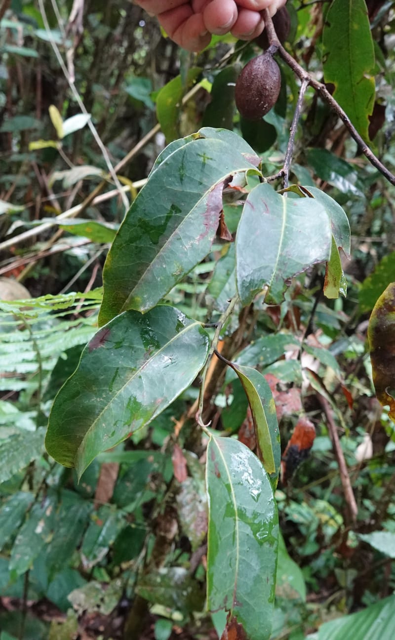Staudtia gabonensis, C. Davidson 13939--Gabon. Maurel & Prom Oil Rd. 2 Nov. 2018. DSC01376 (261).JPG