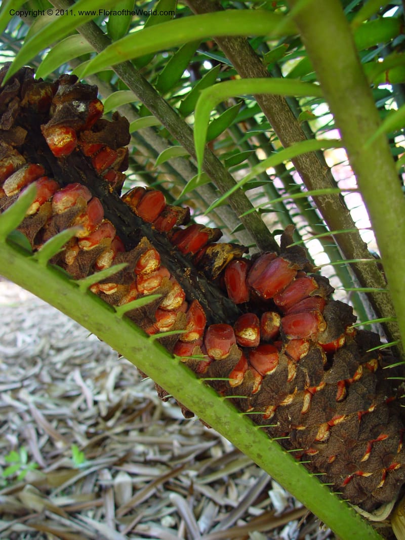 Encephalartos hildebrandtii--FL. Fairchild Bot. Gard. 7 Apr 03. 122.jpg