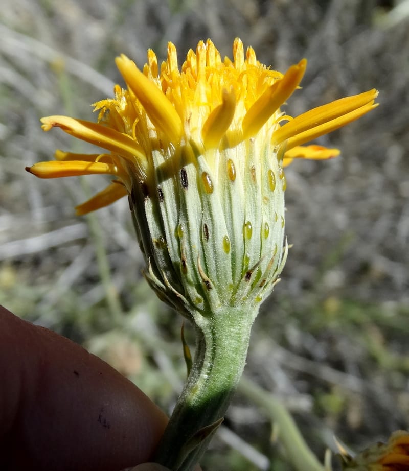Adenophyllum cooperi, Davidson, C 13174--California, Mojave Nat'l Pres., 23 Apr 2016  8421 (7).JPG