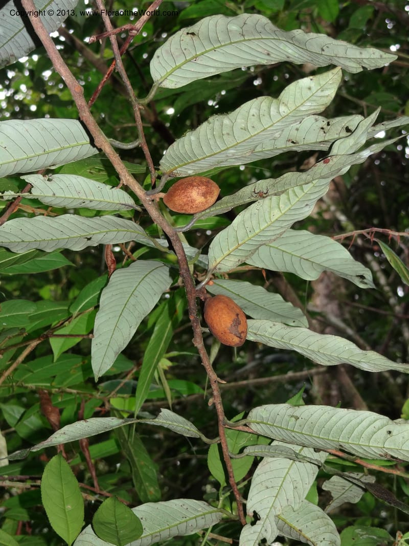 Knema, SAN.153211--Malaysia, Sabah. Mt. Kinabalu. 5 Apr 2012. DSC06767 (152).JPG