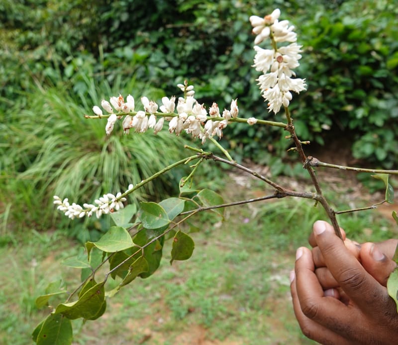 Stachyothyrsus staudtii, C. Davidson 14054--Gabon. Maboumine. 23 Oct 2019. DSC01631 (129).JPG