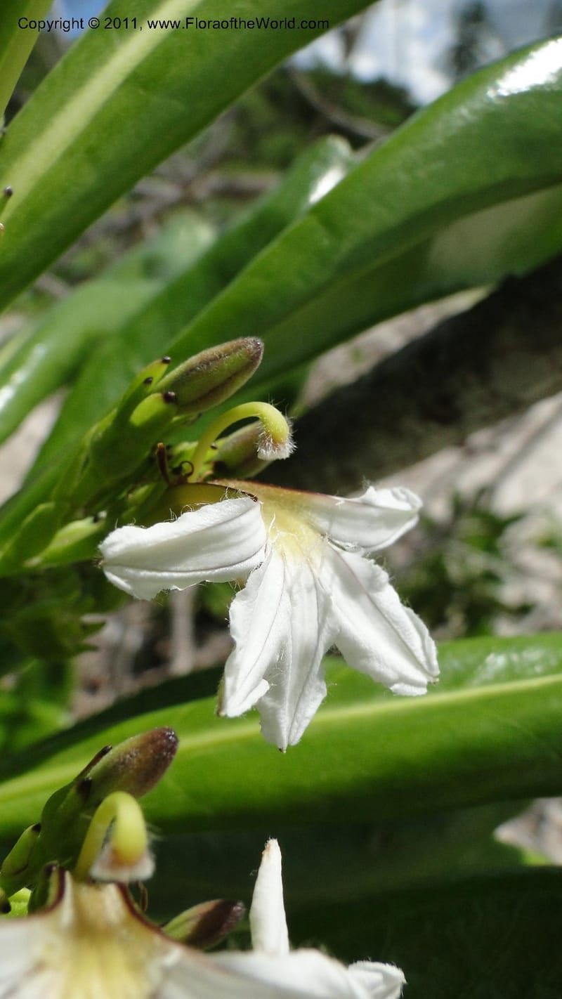 Scaevola taccada, R. Gereau 7169--Tanzania. Beach near Bagamoyo Country Club. 8 May 2010. 209 (36).jpg