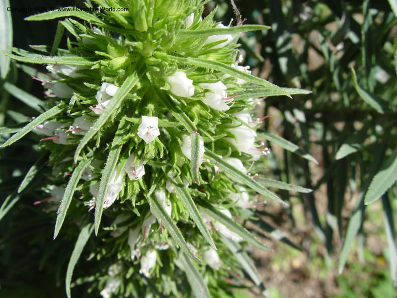 Echium aculeatum, 2003.0246--Spain. Barcelona Bot. Gard. 19 Apr 04. 004.jpg
