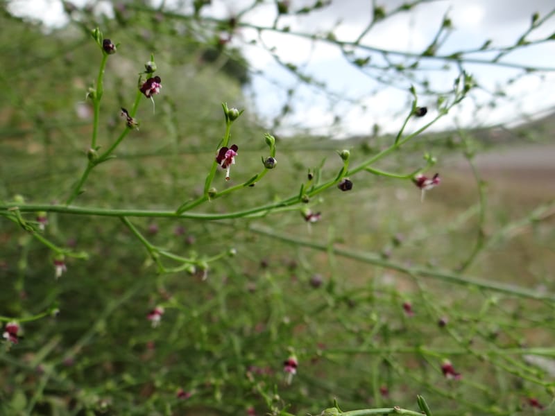 Scrophularia--Kurdistan. 2nd stop after Tawilla. 22 May 2013. DSC04763 (31).JPG