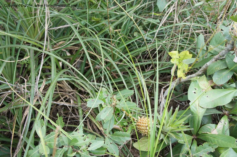 Ananas ananassoides, Stevens,  W. D 31039, Cerro Cora, 15 Mar 2011 4338 (2).JPG