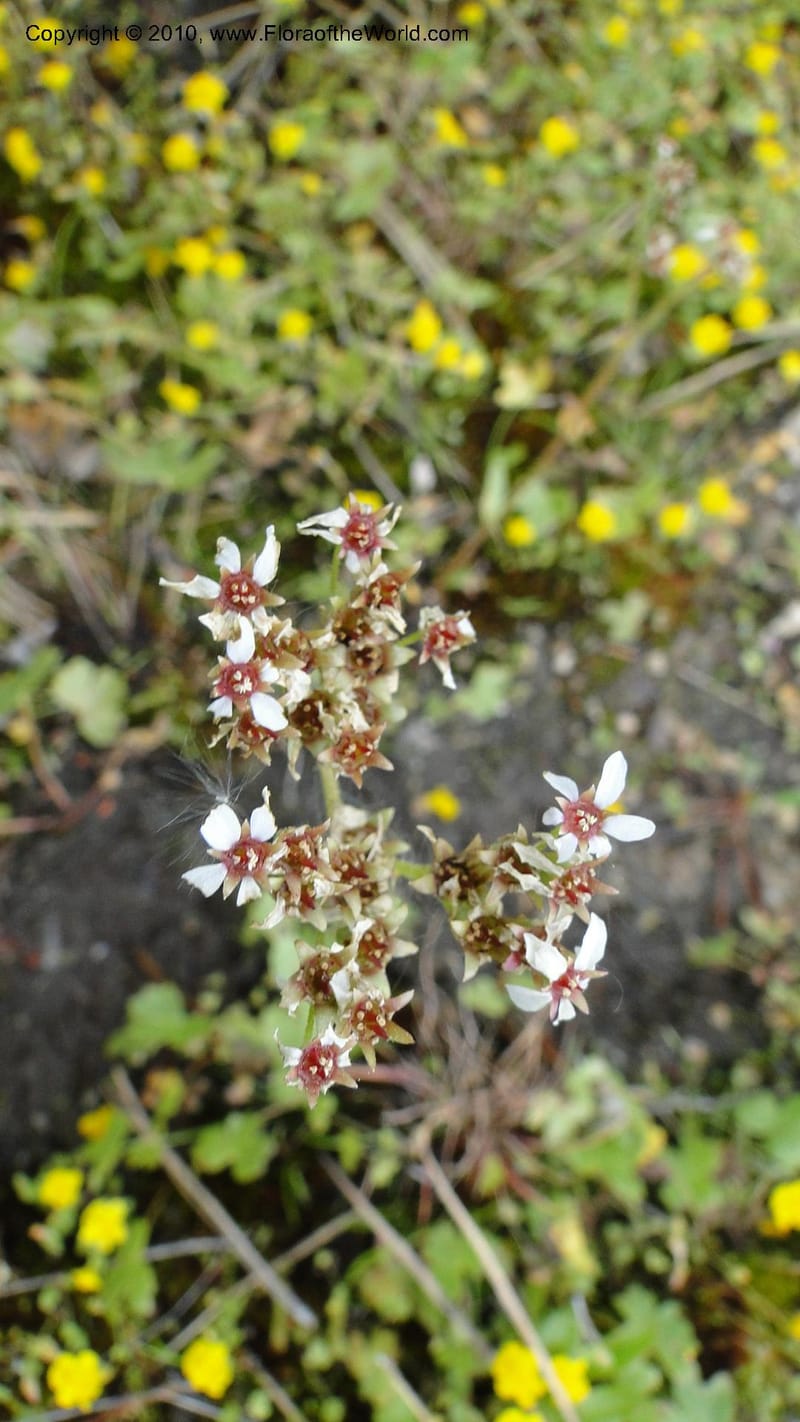 Suksdorfia ranunculifolia, B. Ertter 19978--Idaho. Valley County. 1 July 2010. 085 (21).jpg
