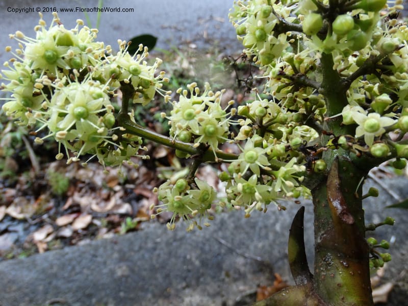 Schefflera, Davidson, C 12649--Sabah. G. Silam. 1 Oct 2014. DSC00937 (137).JPG