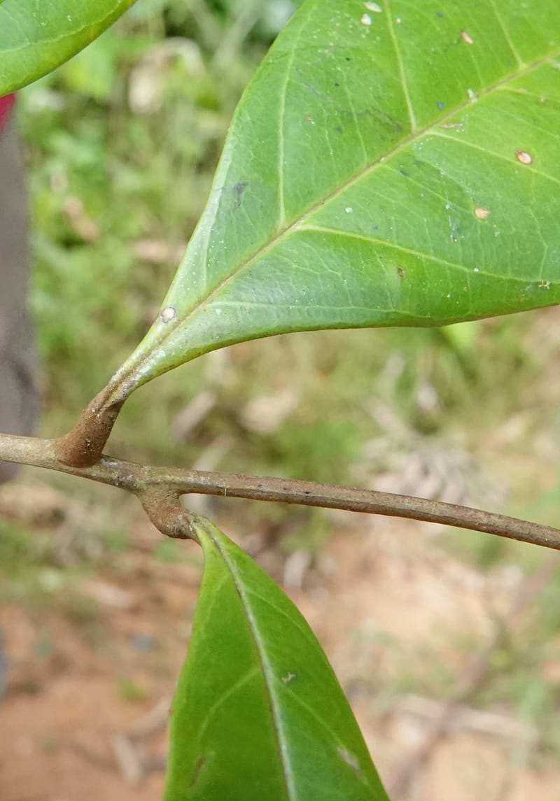 Aporrhiza, C. Davidson 13912--Gabon. M de C. Road past the cabins. 29 Oct 2018DSC09794 (95).JPG