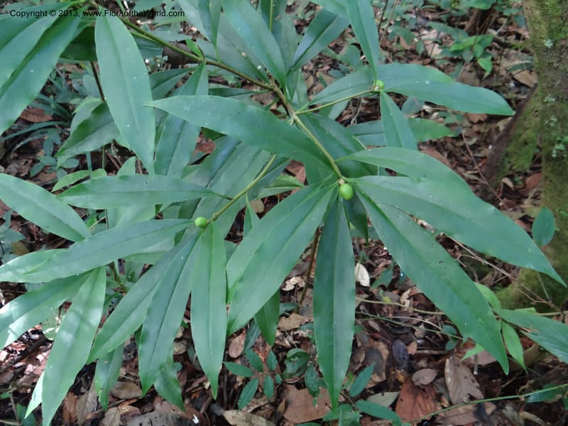 Daphne sureil, VC 5470--Thailand. Chiang Mai Prov. Doi Suthep Pui Nat. Park. 7 Nov 2012. DSC07362 (55).JPG