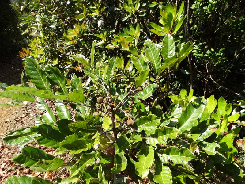 Cupaniopsis, Munzinger, J 7412--New Caledonia. Mont Dzumac. 12 Nov 2015. DSC01563 (412).JPG
