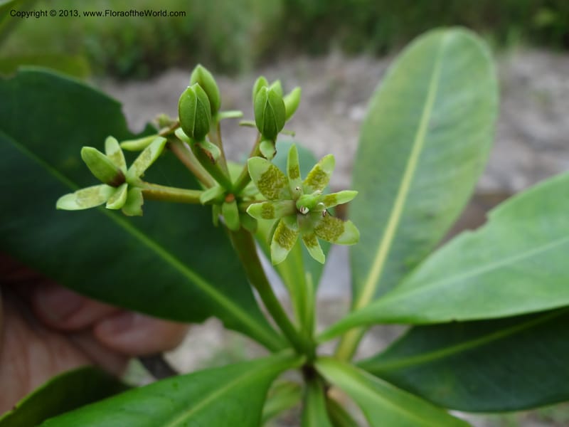 Tetramerista glabra, SAN.153201--Sabah. Klias Forest Reserve. 3 Apr 2012. DSC06489 (110).JPG