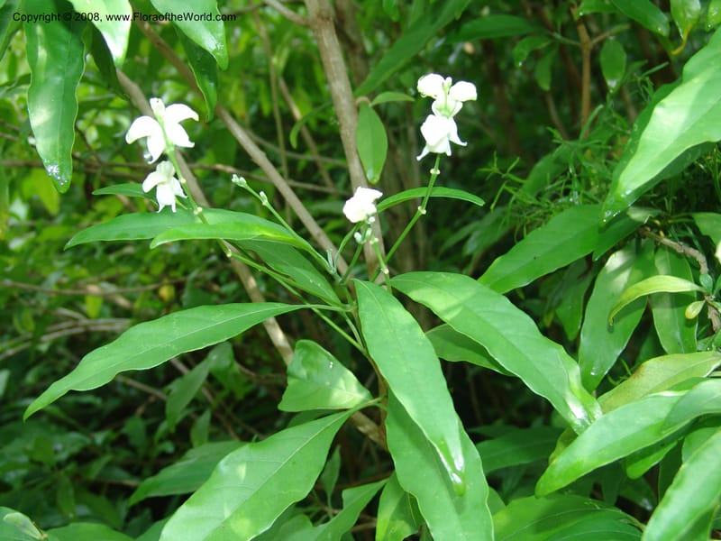 Justicia aconitiflora--So. Africa. Lowveld Nat. Bot. Gard. 14 Mch 05. 128.jpg