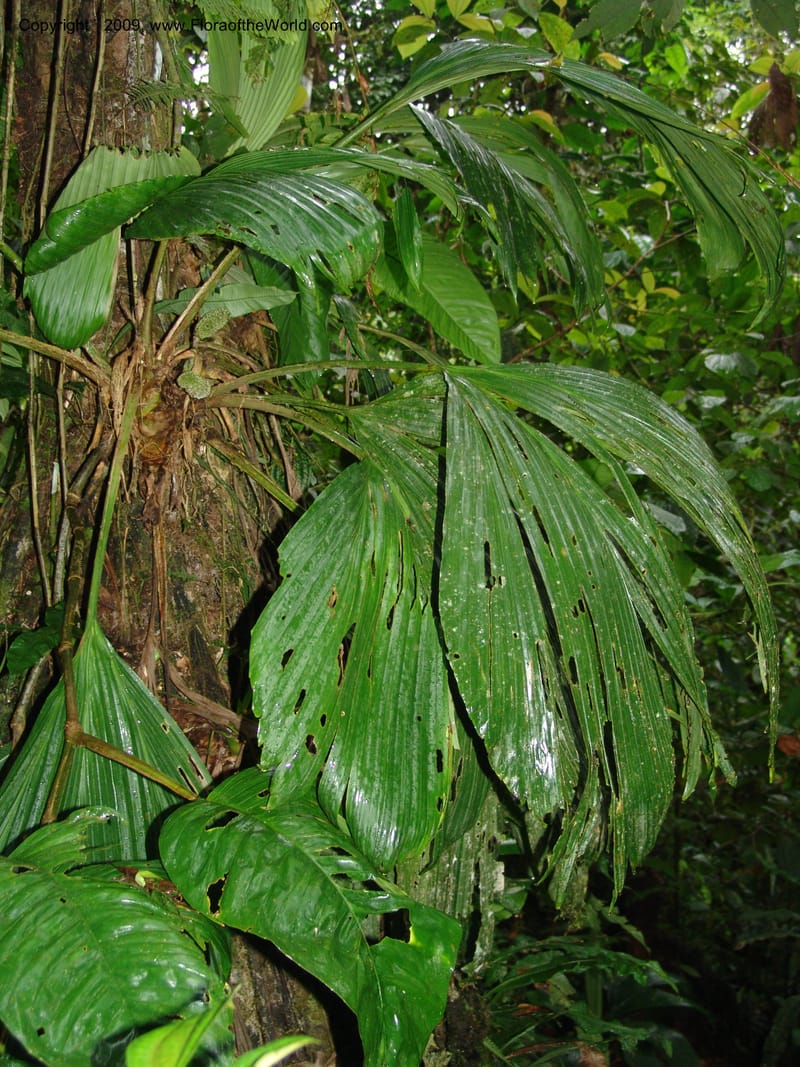 Asplundia, Croat94444--Ecuador. Prov. Pichincha. Res. Guaycuyacu. 10 Feb 05.068.jpg
