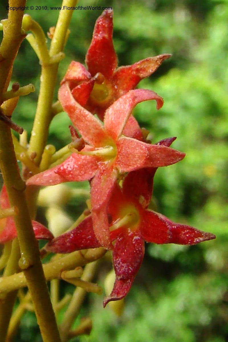 Sterculia villifera, Mori, 27339--French Guiana. Les Nouragues Station. 27 Oct 09. 026.jpg