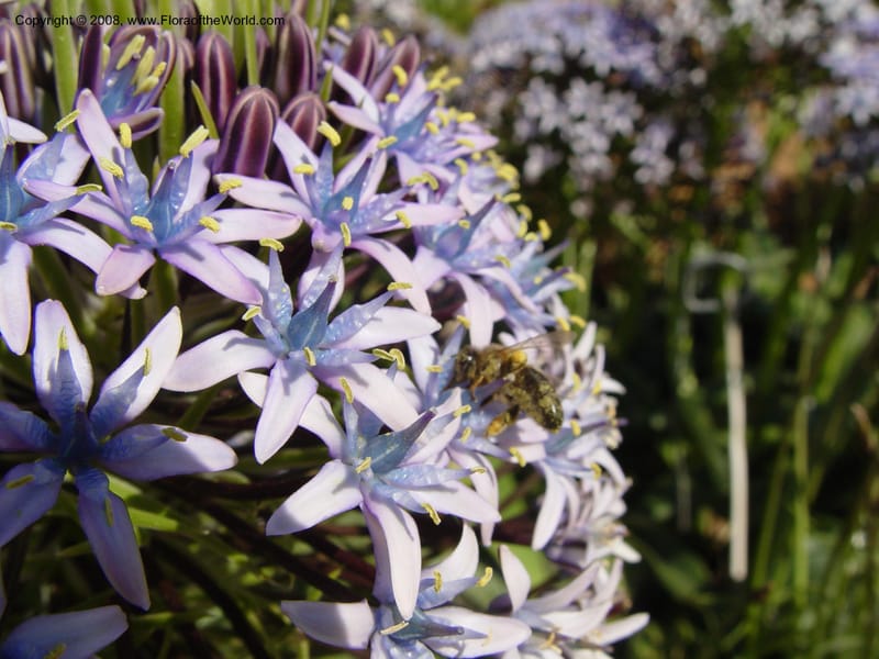 Scilla peruviana, 1999.1461--Spain. Barcelona Botanic Garden. 19 Apr 04. 037.jpg