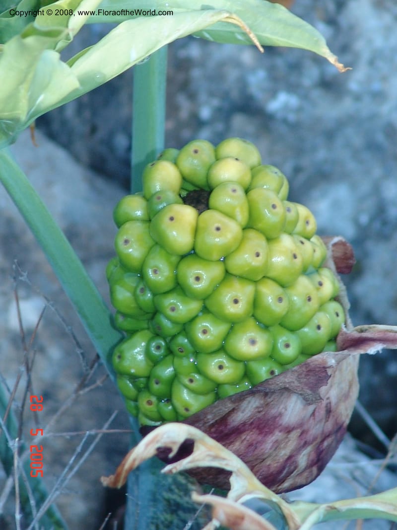 Arum concinnatum cf--Crete. Phenix trail, W of Loutro. 28 May 05. 036.jpg