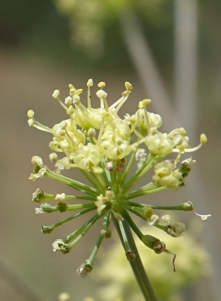Lomatium nudicaule, C. Davidson 13561--ID. Blaine Co. Rock Creek Preserve. TNC. 14 May 2017. DSC00477 (66).JPG