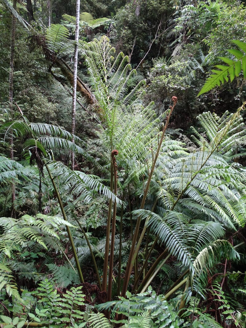 Angiopteris, Munzinger, J 7403--New Caledonia. Haute Robinson. 11 Nov. 2015. DSC00909 (305).JPG