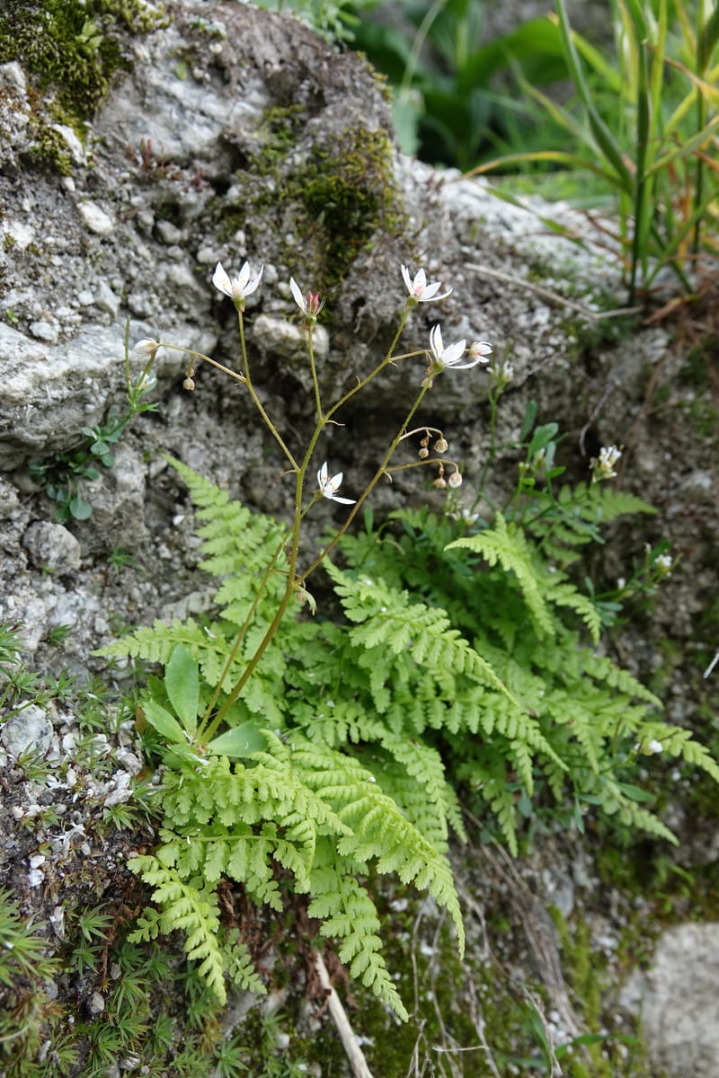 Saxifraga stellaris, Davidson, C 13213--Switzerland. Chuenxentennlen. Grimsel Pass rd. 30 Jun 2016. DSC06756 (23).JPG