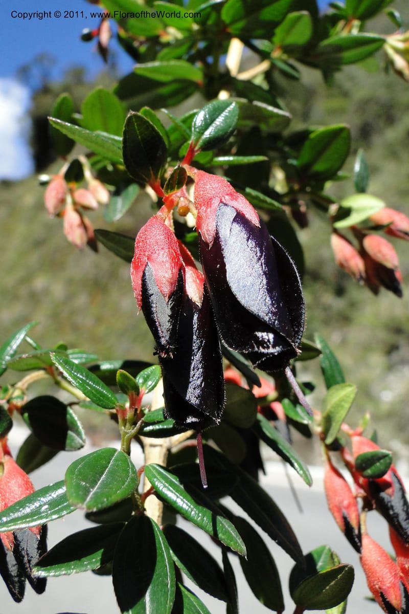 Brachyotum alpinum, Ulloa 2084--Ecuador. P. N. Sangay. 6 June 2011. 309 (6).jpg