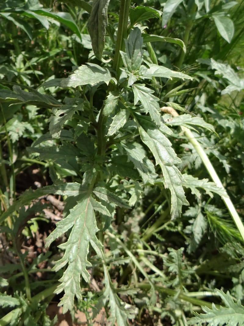 Scrophularia--Kurdistan. Hawraman. Stop 5. 22 May 2013. DSC04493 (49).JPG