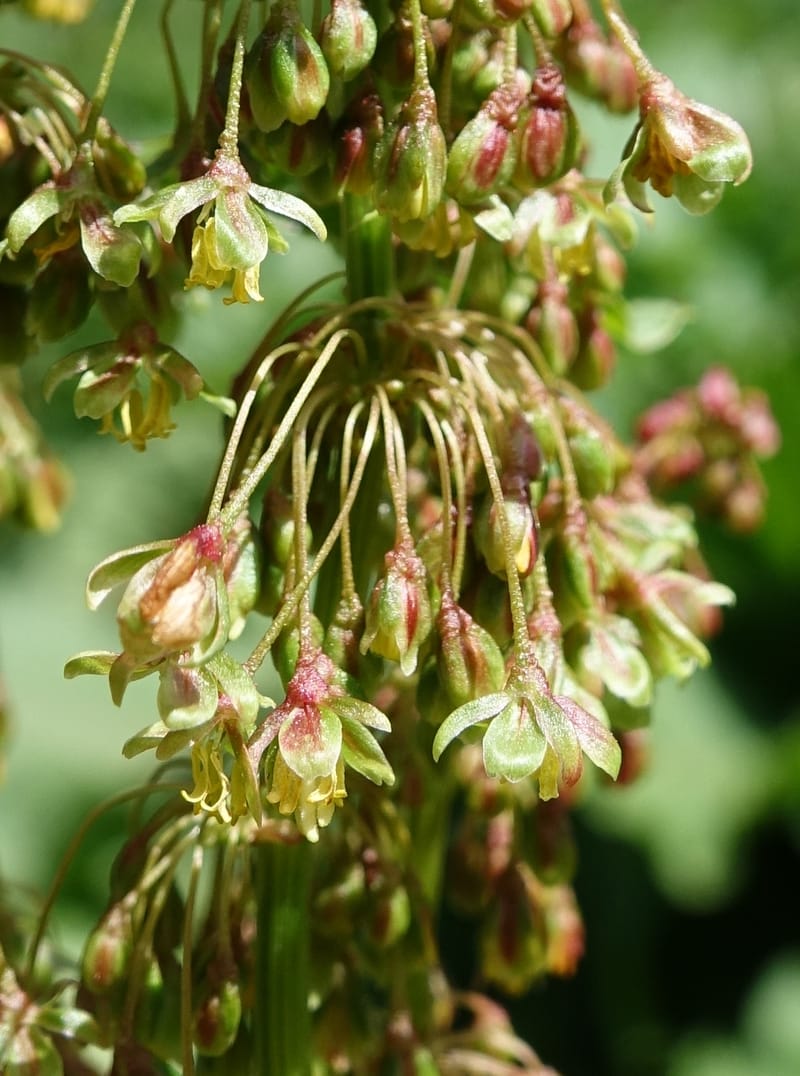 Rumex alpestre, Not collected--Switzerland. Sass Almagell. Lac Mattmark. 3 Jul 2016. DSC08449 (505).JPG