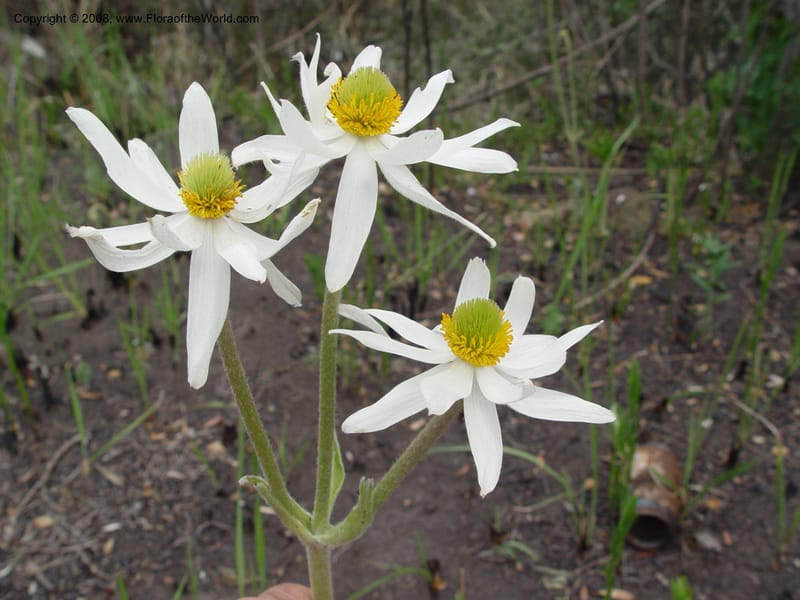 Anemone fanninii--So. Africa. No. Drakensberg Mts. Royal Nat. Res. Thendele. 6 Oct 03. 095.jpg