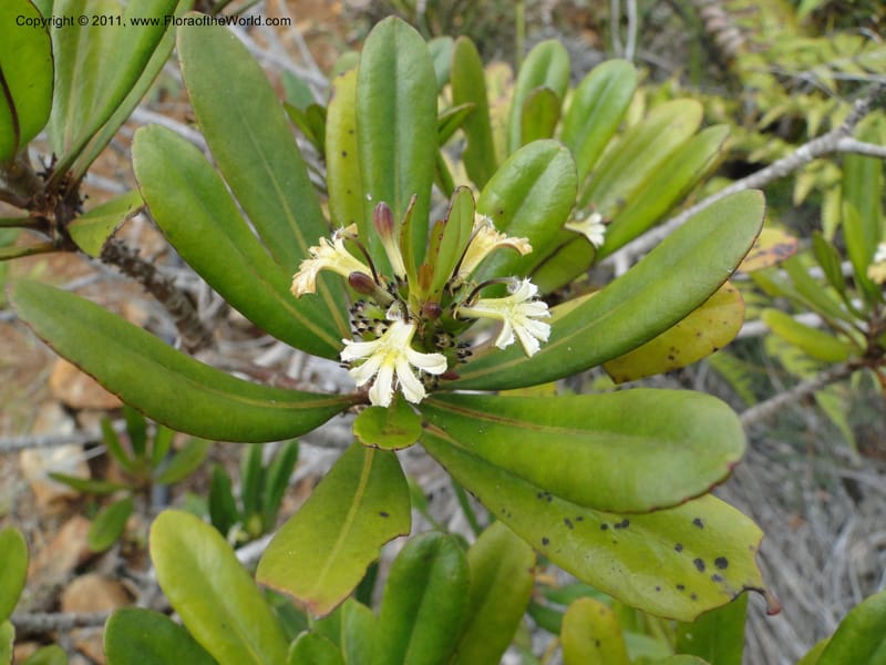 Scaevola , M. Callmander 795--New Caledonia. Mont Dore. 20 Jan 2010. 1233 (5).JPG