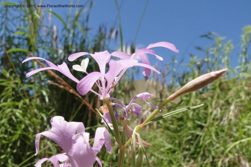 Clarkia pulchella, C. Davidson 11854--Oregon. Malheur Co. Leslie Gulch. 30 June 2011. 249 (5).jpg