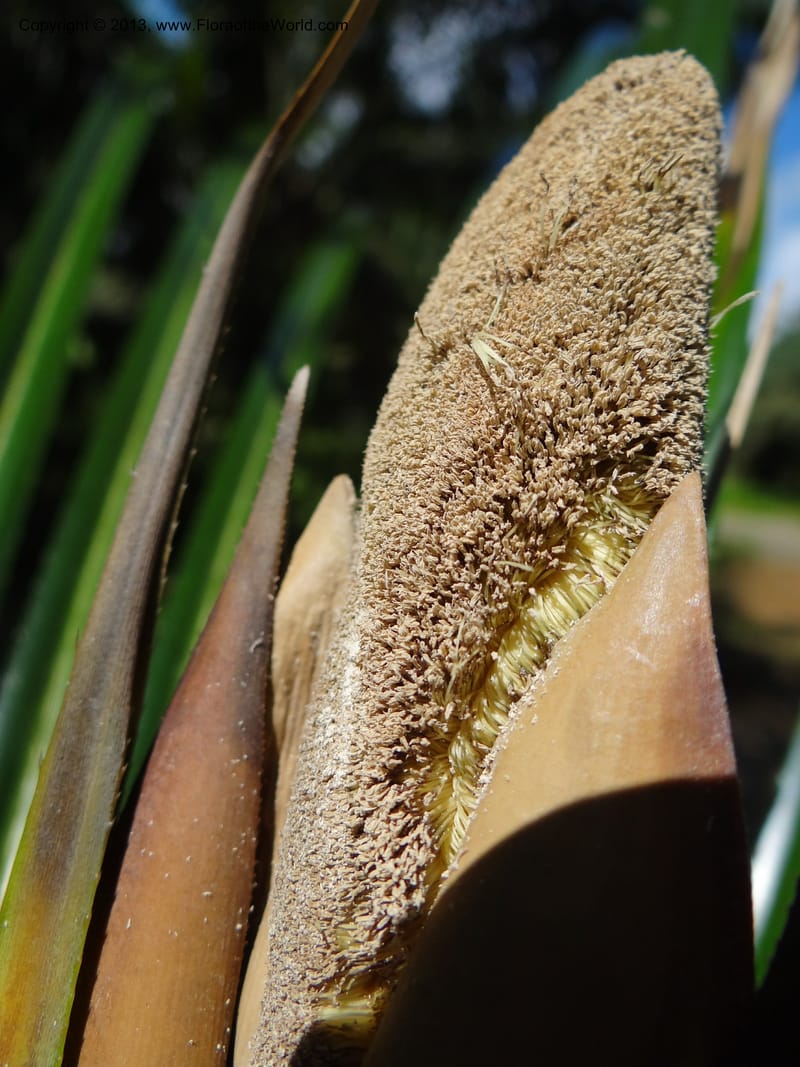 Pandanus discostigma, Callmander 1034--Malaysia. Sabah. Tahan Niaga Plantation. 8 Apr 2012. DSC07609 (62).JPG