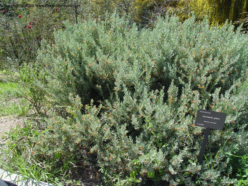 Eremophila glabra--Spain. Barcelona Botanic Garden. 21 Apr 04. 042.jpg