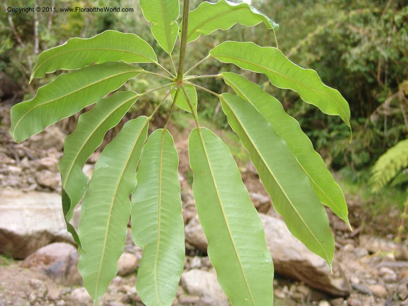 Schefflera, RVasquez31491--Peru. Prov. Oxa. Parq. Nac. Yanachaga Chemillen. 12 Oct 06. 718.jpg
