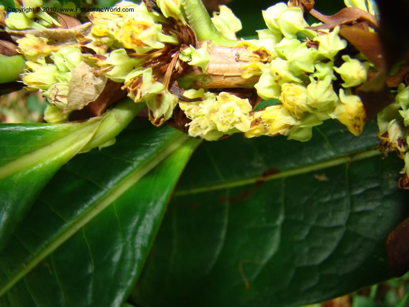 Erythroxylum macrophyllum, B. Hammel 24675--Costa Rica. Prov. Limon. Selva Bananito Lodge. 12 Apr 08. 009 (10).jpg