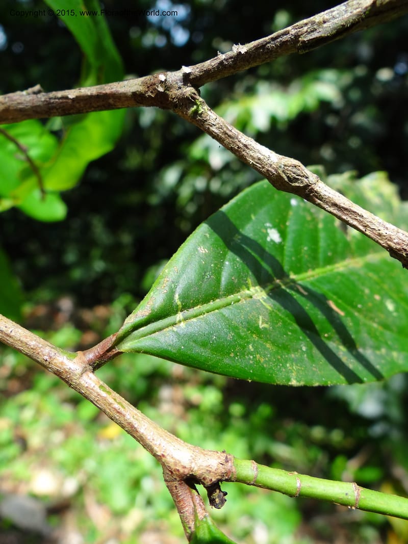 Ouratea, Hammel 26102--Costa Rica. Road into Ranchos Tinamu. 3 Mar 2012. DSC03548 (54).JPG
