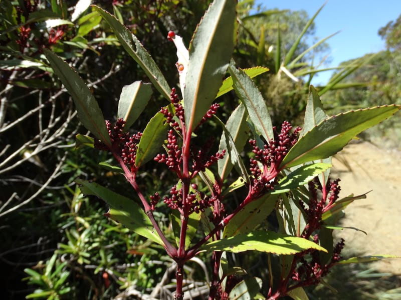 Ascarina rubricaulis, Lowry, P 7372--New Caledonia. Mont Dzumac. 12 Nov 2015. DSC01563 (18).JPG