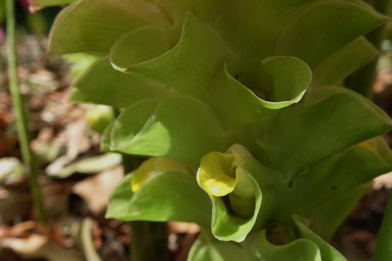 Curcuma domestica--Australia. Brisbane Bot. Gard. 15 Oct 2016. DSC02202 (17).JPG
