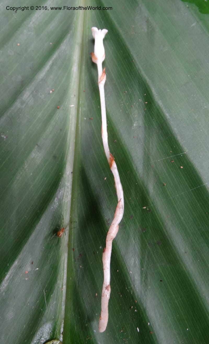 Gymnosiphon, Davidson, C 12931--Sabah. Kinabalu Nat. Park. Nalumad Substesen. 29 Mar 2015. DSC01294 (94).JPG