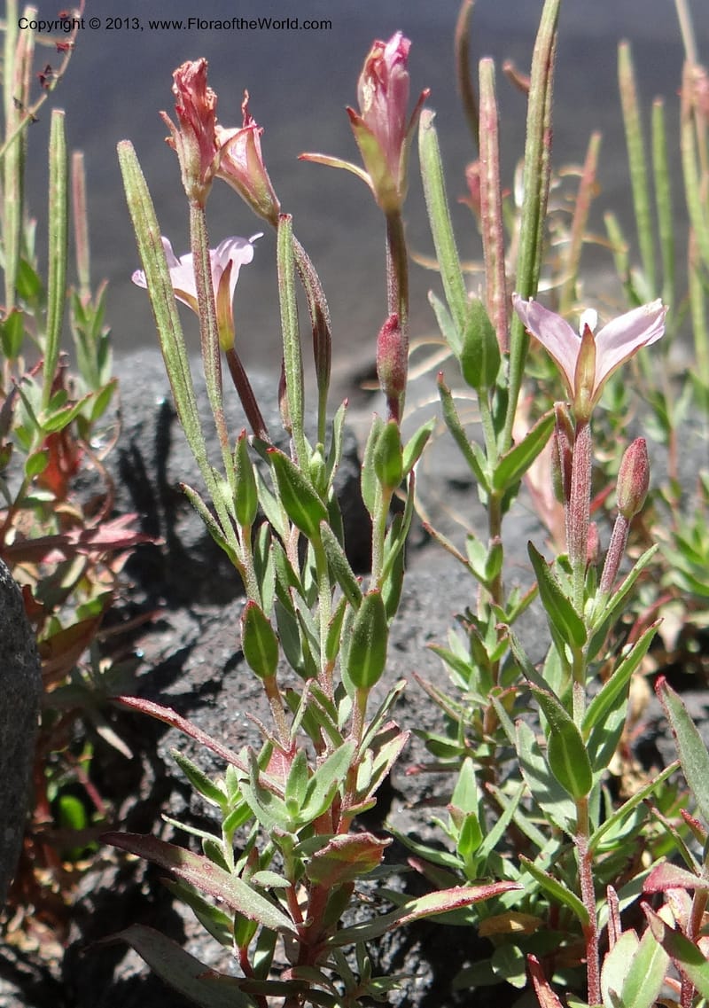 Epilobium, WDS 34141--Chile. P.N. Laguna del Laja. Ski lodge. 18 Feb 2013. DSC01783 (9).JPG