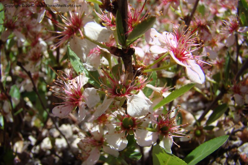 Prunus americanus, C. Davidson 11461--ID. Valley Co. Warm Lake. 16 June 2009. 042.jpg
